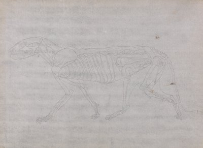 Studio di una tigre, vista laterale, da A Comparative Anatomical Exposition of the Structure of the Human Body with that of a Tiger and a Common Fowl da George Stubbs