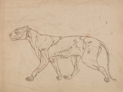 Studio di una tigre, vista laterale, da A Comparative Anatomical Exposition of the Structure of the Human Body with that of a Tiger and a Common Fowl da George Stubbs