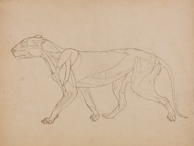 Studio di una tigre, vista laterale, da A Comparative Anatomical Exposition of the Structure of the Human Body with that of a Tiger and a Common Fowl da George Stubbs
