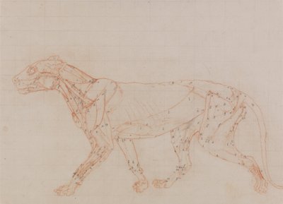 Studio di una tigre, vista laterale, da A Comparative Anatomical Exposition of the Structure of the Human Body with that of a Tiger and a Common Fowl da George Stubbs