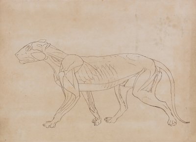 Studio di una tigre, vista laterale, da A Comparative Anatomical Exposition of the Structure of the Human Body with that of a Tiger and a Common Fowl da George Stubbs
