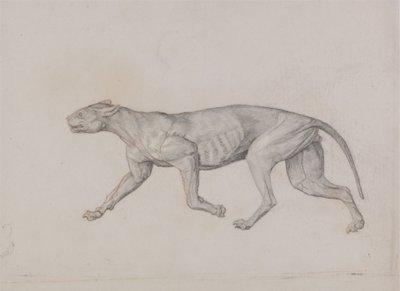 Studio di una tigre, vista laterale, da A Comparative Anatomical Exposition of the Structure of the Human Body with that of a Tiger and a Common Fowl da George Stubbs