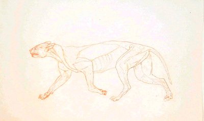 Studio di una tigre, vista laterale, da A Comparative Anatomical Exposition of the Structure of the Human Body with that of a Tiger and a Common Fowl da George Stubbs