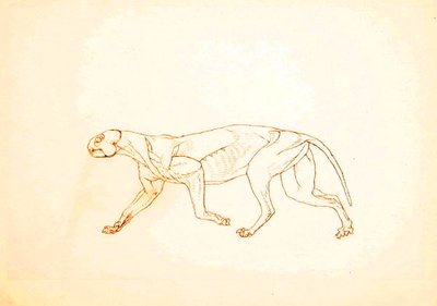 Studio di una tigre, vista laterale, da A Comparative Anatomical Exposition of the Structure of the Human Body with that of a Tiger and a Common Fowl da George Stubbs