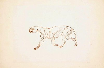 Studio di una tigre, vista laterale, da A Comparative Anatomical Exposition of the Structure of the Human Body with that of a Tiger and a Common Fowl da George Stubbs