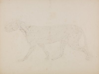 Studio di una tigre, vista laterale da George Stubbs