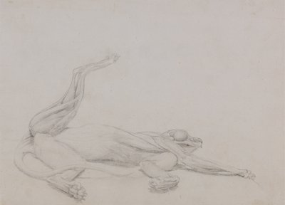 Studio di una tigre, sdraiata, vista ventrale, da A Comparative Anatomical Exposition of the Structure of the Human Body with that of a Tiger and a Common Fowl da George Stubbs