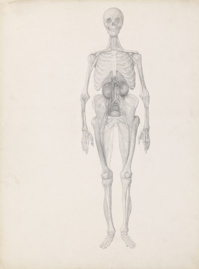 Studio della figura umana, vista anteriore, fase finale della dissezione, da 
