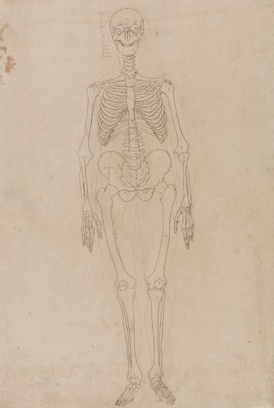 Studio della figura umana, vista anteriore, da Un