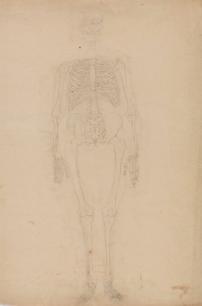 Studio della figura umana, vista anteriore, da Un
