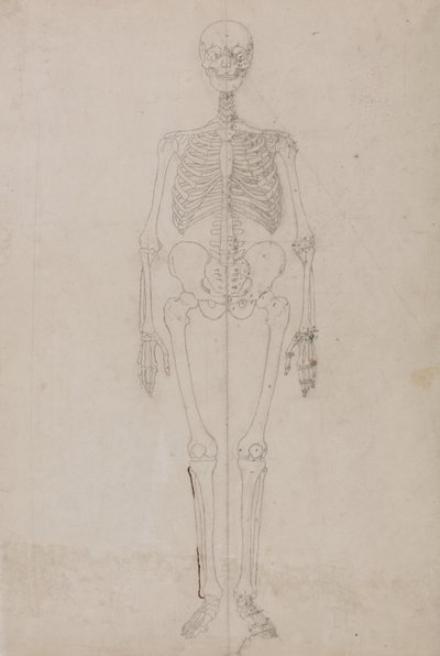 Studio della figura umana, vista anteriore, da A Comparative Anatomical Exposition of the Structure of the Human Body with that of a Tiger and a Common Fowl, c.1795-1806 da George Stubbs