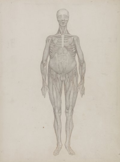 Studio della Figura Umana, Vista Anteriore, da 