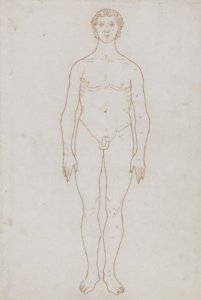 Studio della Figura Umana, Vista Anteriore, da 