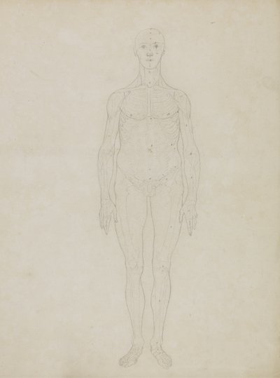 Studio della Figura Umana, Vista Anteriore, da 