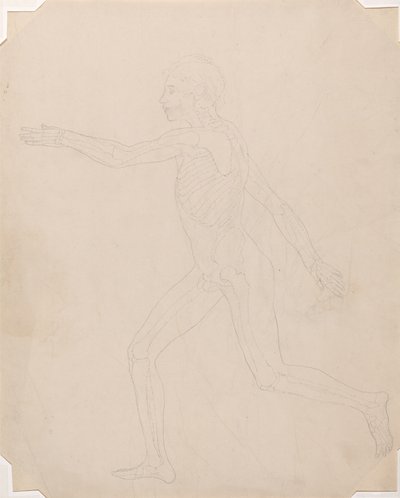Studio della figura umana, vista laterale, da A Comparative Anatomical Exposition of the Structure of the Human Body with that of a Tiger and a Common Fowl, c.1795-1806 da George Stubbs