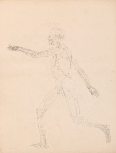 Studio della Figura Umana, Vista Laterale, diagramma per chiave alla tavola XIII, da Una Esposizione Anatomica Comparativa della Struttura del Corpo Umano con quella di una Tigre e di un Pollo Comune, 1795-1806 da George Stubbs
