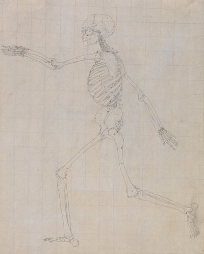 Studio della figura umana, vista laterale, studio finito per Tavola III, da A Comparative Anatomical Exposition of the Structure of the Human Body with that of a Tiger and a Common Fowl da George Stubbs