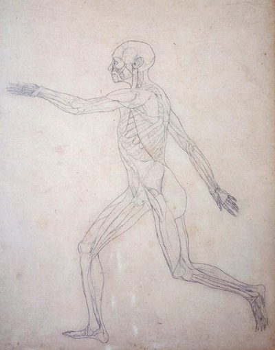 Studio della figura umana, vista laterale, da A Comparative Anatomical Exposition of the Structure of the Human Body with that of a Tiger and a Common Fowl, c.1795-1806 da George Stubbs