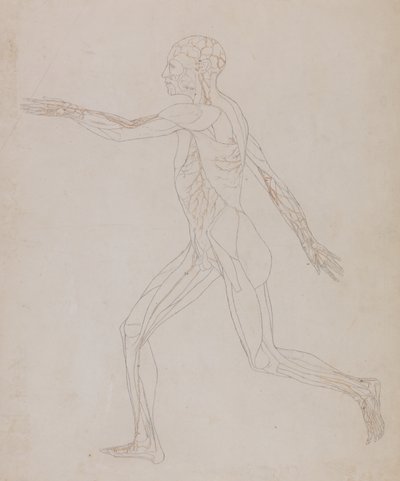 Studio della figura umana, vista laterale, da A Comparative Anatomical Exposition of the Structure of the Human Body with that of a Tiger and a Common Fowl, c.1795-1806 da George Stubbs