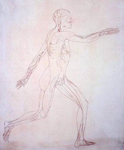 Studio della figura umana, vista laterale, da A Comparative Anatomical Exposition of the Structure of the Human Body with that of a Tiger and a Common Fowl, c.1795-1806 da George Stubbs