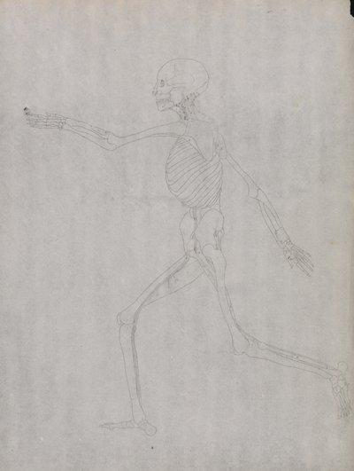 Studio della figura umana, vista laterale, da A Comparative Anatomical Exposition of the Structure of the Human Body with that of a Tiger and a Common Fowl da George Stubbs