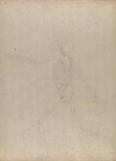 Studio della figura umana, vista laterale, da A Comparative Anatomical Exposition of the Structure of the Human Body with that of a Tiger and a Common Fowl da George Stubbs