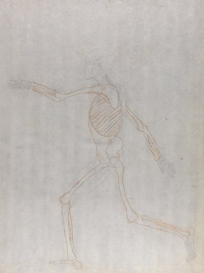 Studio della figura umana, vista laterale, da A Comparative Anatomical Exposition of the Structure of the Human Body with that of a Tiger and a Common Fowl da George Stubbs