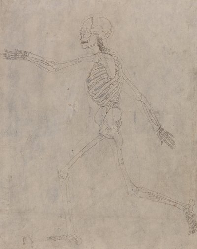 Studio della figura umana, vista laterale, da A Comparative Anatomical Exposition of the Structure of the Human Body with that of a Tiger and a Common Fowl da George Stubbs