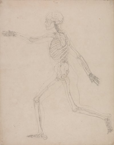 Studio della figura umana, vista laterale, da A Comparative Anatomical Exposition of the Structure of the Human Body with that of a Tiger and a Common Fowl da George Stubbs