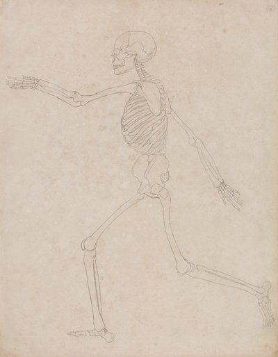 Studio della figura umana, vista laterale, da A Comparative Anatomical Exposition of the Structure of the Human Body with that of a Tiger and a Common Fowl da George Stubbs