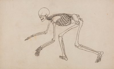 Studio della figura umana, vista laterale, da A Comparative Anatomical Exposition of the Structure of the Human Body with that of a Tiger and a Common Fowl da George Stubbs