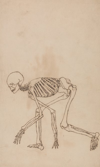 Studio della figura umana, vista laterale, da A Comparative Anatomical Exposition of the Structure of the Human Body with that of a Tiger and a Common Fowl da George Stubbs