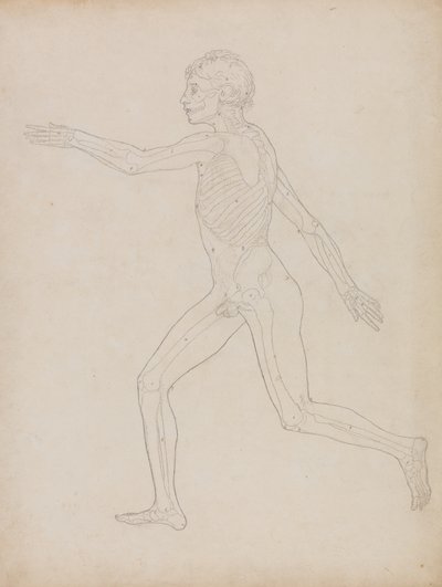 Studio della figura umana, vista laterale, da A Comparative Anatomical Exposition of the Structure of the Human Body with that of a Tiger and a Common Fowl, 1795-1806 da George Stubbs