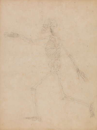 Studio della Figura Umana, Vista Laterale, da 