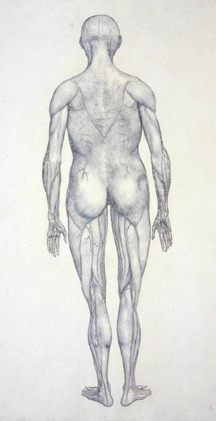 Studio della figura umana, vista posteriore, da A Comparative Anatomical Exposition of the Structure of the Human Body with that of a Tiger and a Common Fowl, c.1795-1806 da George Stubbs