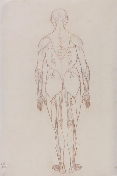 Studio della figura umana, vista posteriore, da A Comparative Anatomical Exposition of the Structure of the Human Body with that of a Tiger and a Common Fowl, c.1795-1806 da George Stubbs