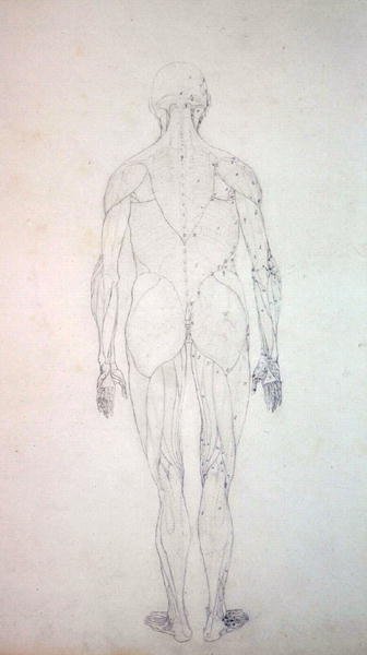 Studio della figura umana, vista posteriore, da A Comparative Anatomical Exposition of the Structure of the Human Body with that of a Tiger and a Common Fowl, c.1795-1806 da George Stubbs