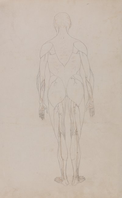 Studio della figura umana, vista posteriore, da A Comparative Anatomical Exposition of the Structure of the Human Body with that of a Tiger and a Common Fowl, c.1795-1806 da George Stubbs