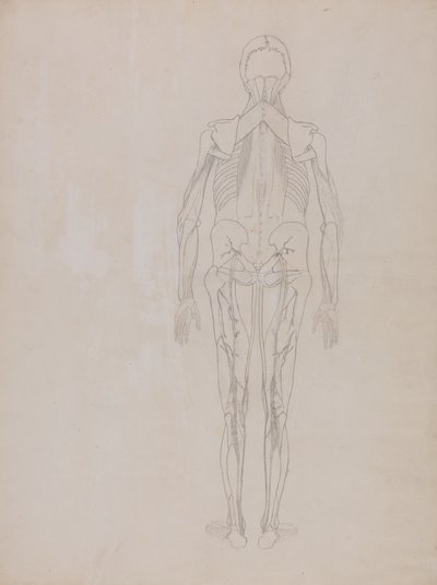 Studio della figura umana, vista posteriore, da A Comparative Anatomical Exposition of the Structure of the Human Body with that of a Tiger and a Common Fowl, c.1795-1806 da George Stubbs