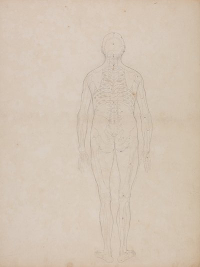 Studio della figura umana, vista posteriore, da A Comparative Anatomical Exposition of the Structure of the Human Body with that of a Tiger and a Common Fowl, c.1795-1806 da George Stubbs