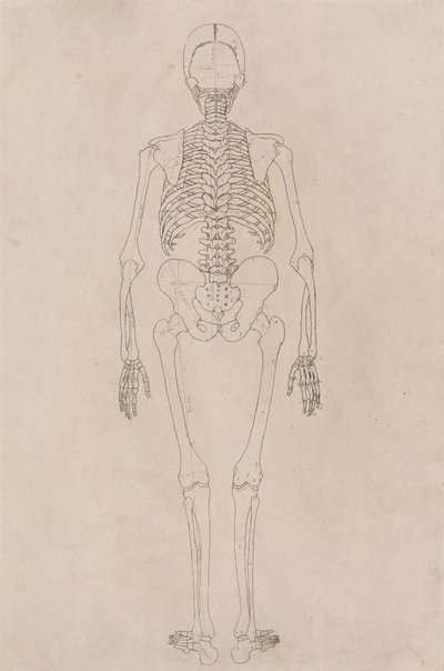 Studio della figura umana, vista posteriore, da A Comparative Anatomical Exposition of the Structure of the Human Body with that of a Tiger and a Common Fowl, c.1795-1806 da George Stubbs