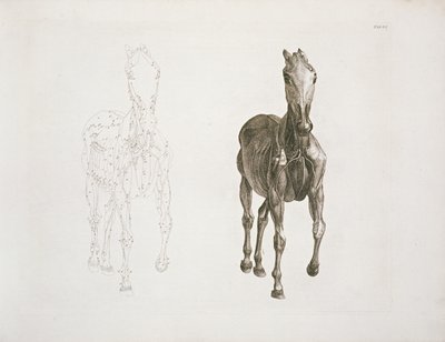 Tab. VIII, da 