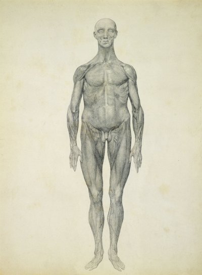 La figura umana, vista anteriore, dalla serie 