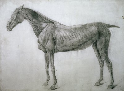 Studio dei muscoli: disegno ecorché visto dal fianco, dalla 13ª tavola anatomica, dall