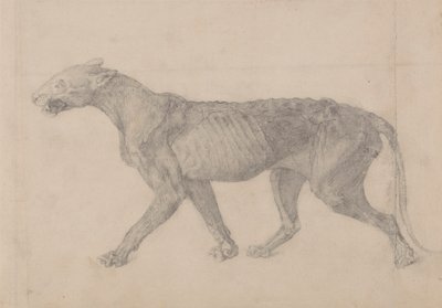 Corpo di tigre, vista laterale (primo di nove disegni di un altro esemplare di tigre) da George Stubbs