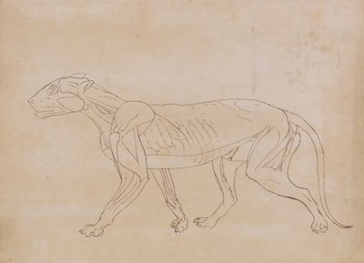 Corpo di Tigre, Vista Laterale (Disegno di contorno per una figura chiave) da George Stubbs
