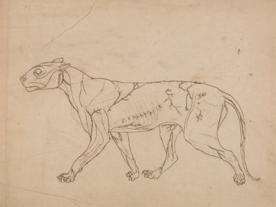 Corpo di tigre, vista laterale (studio di contorno dei muscoli superficiali e del loro apporto sanguigno, probabilmente realizzato per una figura chiave) da George Stubbs