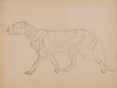 Corpo di Tigre, Vista Laterale (Probabilmente Fatto come Base per una Figura Chiave) da George Stubbs