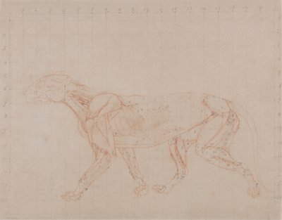 Corpo di tigre, vista laterale (studio della quarta fase della dissezione che mostra i muscoli più profondi) da George Stubbs