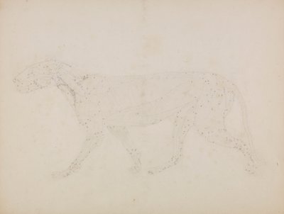Corpo di tigre, vista laterale da George Stubbs
